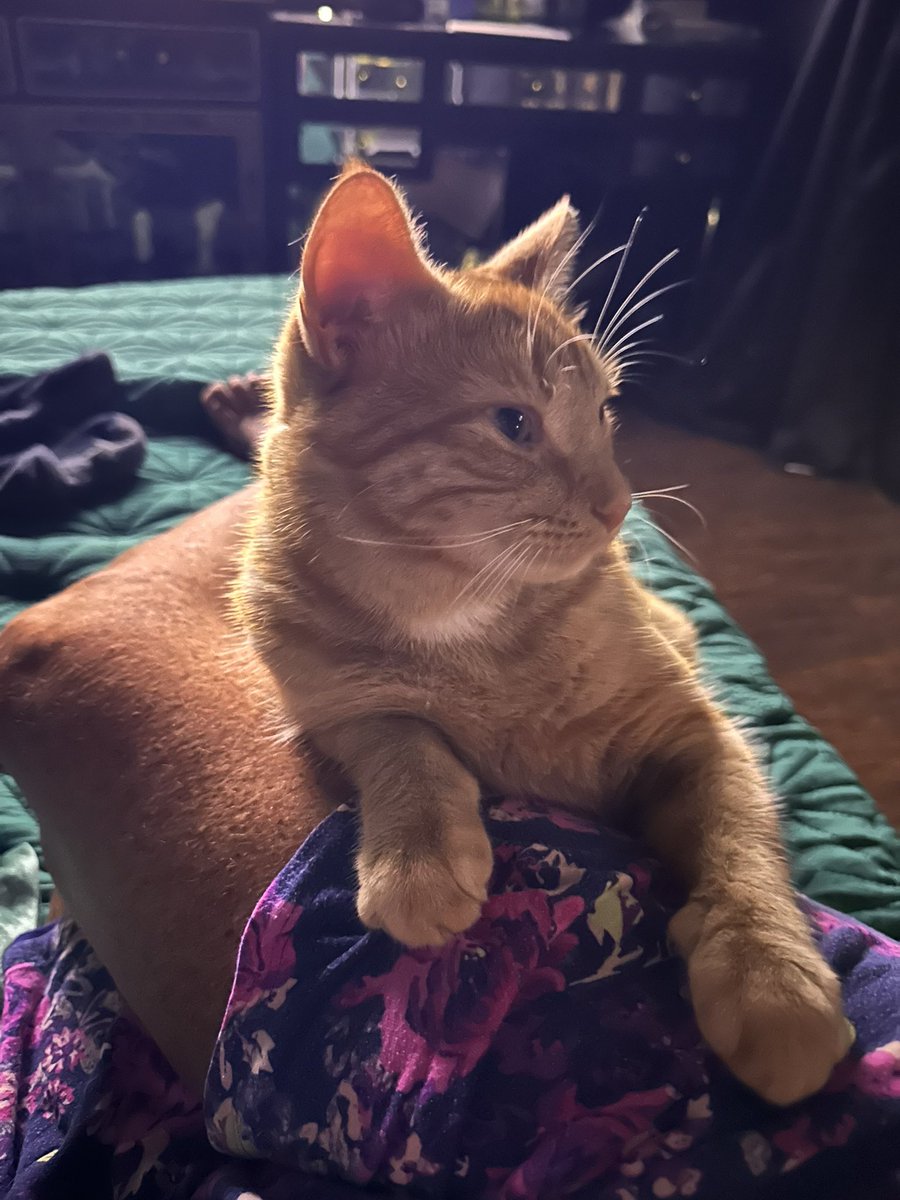 Deejenness's tweet photo. @DrMartyPets My Willie Nelson https://t.co/hs9fpO5mnm