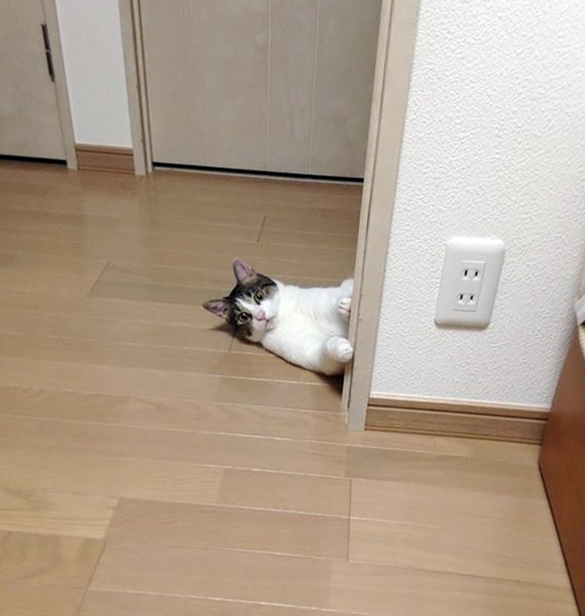 hyeoni0619's tweet photo. 결혼하면서 신랑이 데려온
고양이가 자꾸 절 훔쳐봐요. https://t.co/A7MoKajJtv
