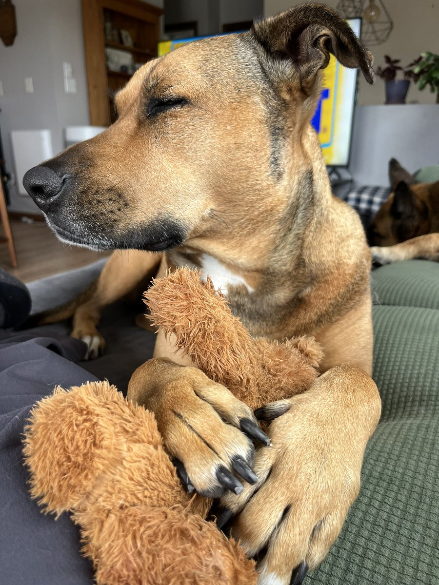 toddwaldron12's tweet photo. @Sandbag_1 @michaelmalice The sweetest lover girl. Pibbles are the best! https://t.co/gORvoEpBxR