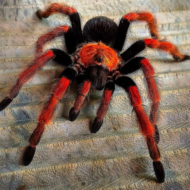 BuddAsth's tweet photo. @floriturar Nombre científico: Brachypelma boehmei. Conocida como Tarántula patas de fuego mexicana (o Tarántula mexicana de patas rojas). ❤️ https://t.co/v8JFbZHze2