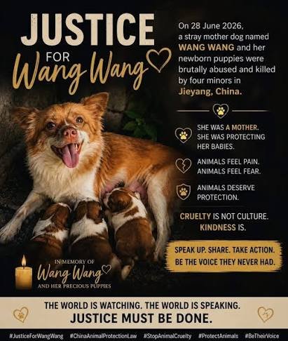 Miles_Mando_07's tweet photo. @ProudSocialist Communist China? That nation where the murder of a poor dog took place? No, thanks. https://t.co/89A5p820IX