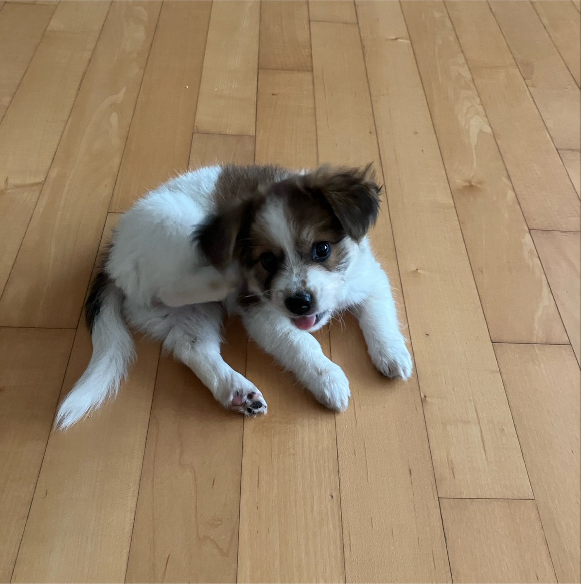 yeoreum0728's tweet photo. 아직 너무 작아서 침대에 못올려줌ㅠ(떨어질까봐)
좀만더크고 언니랑 같이 자자 https://t.co/yzY8H4LOjV