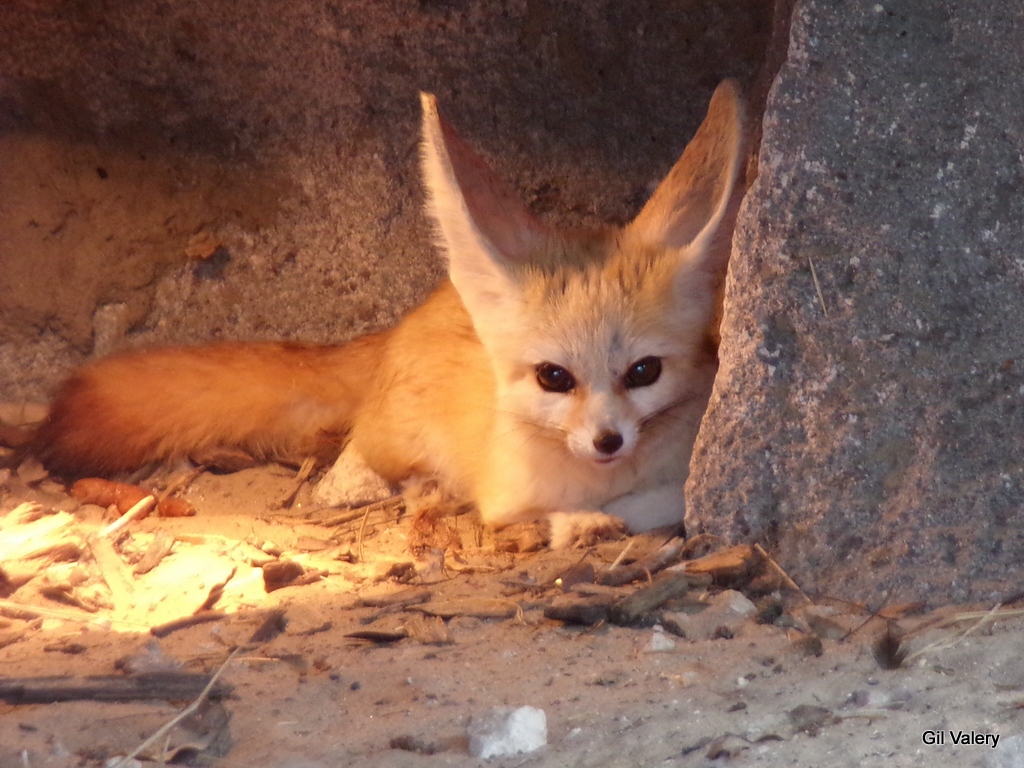 GilValerie's tweet photo. FENNEC https://t.co/IVKLjA0PZe