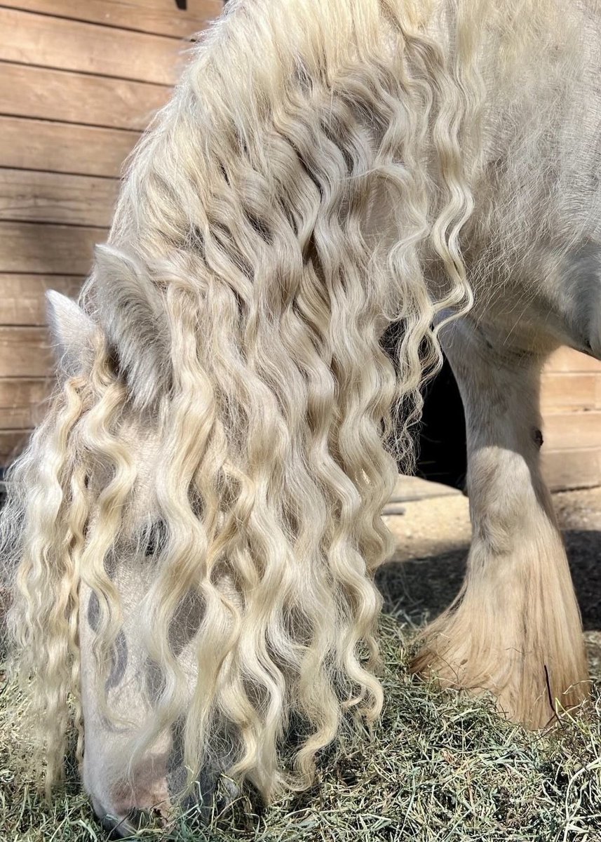 prtygal777's tweet photo. Horse Hair https://t.co/XWsor7psLG
