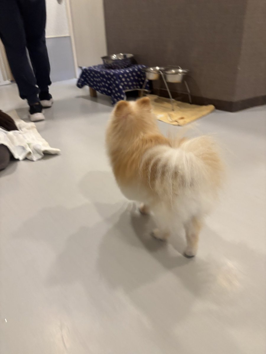daigolotus's tweet photo. 月イチカコちゃん✨
スタッフの後ろをトコトコ🐾
いっぱい歩き回って今日も癒しをありがとう😊💗
 #老犬介護  #老犬ホーム https://t.co/dB9KCR6usq