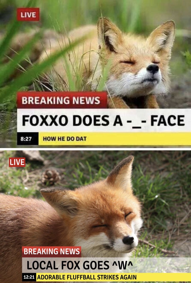 F0xXWild's tweet photo. Local Fox goes W 🦊 https://t.co/zD6lRtBaRq