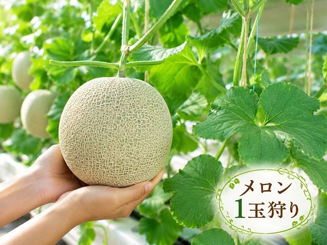 orion_bustabi's tweet photo. おかげさまで本日（8/5）の日本テレビ／ヒルナンデス！をご視聴いただきましてありがとうございます！

番組内でご紹介いただきました🚍日帰りバスツアーおかげさまで続々と催行決定！

バスツアー後編は…8月19日（水）なのでお見逃しなく✨https://t.co/ViBF2x0dNH

#旅行会社
#オリオンツアー https://t.co/yDek0thI2V