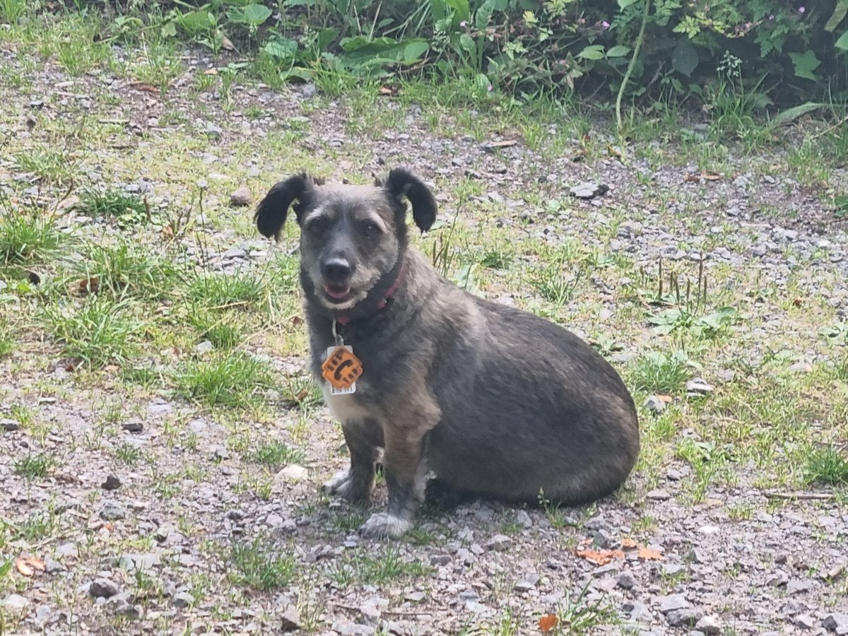 Sascha4496's tweet photo. Mein süßer kleiner #Entdecker Remus 😁😍🦮🐶 https://t.co/tPgTrQ5RtW