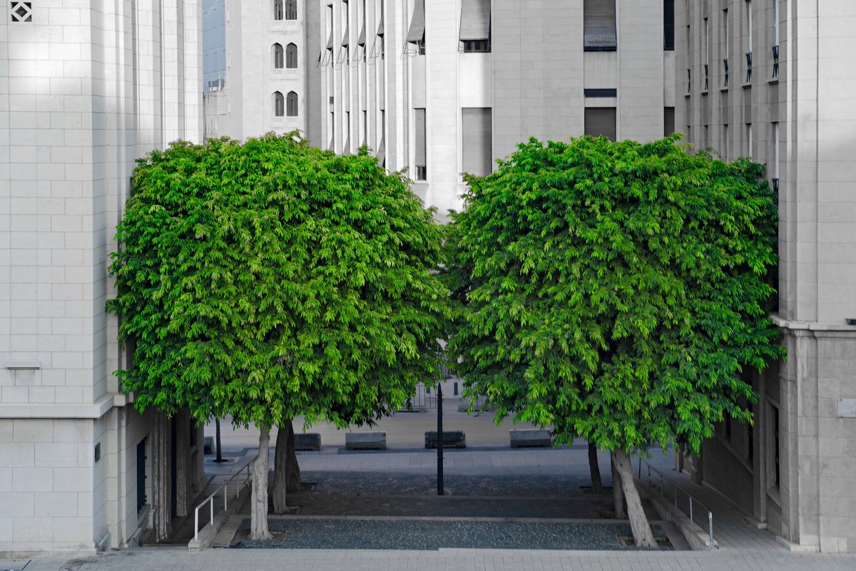 arboles_magicos's tweet photo. Un árbol de 100 € con un mantenimiento anual de 3 y una vida útil de 300 años con una reducción de temperatura del asfalto de 8°C que implica un alargamiento de su vida útil de 10 años... Barato no es correcto, lo correcto sería decir que es la mejor inversión pública conocida. https://t.co/8FeZweHAFG