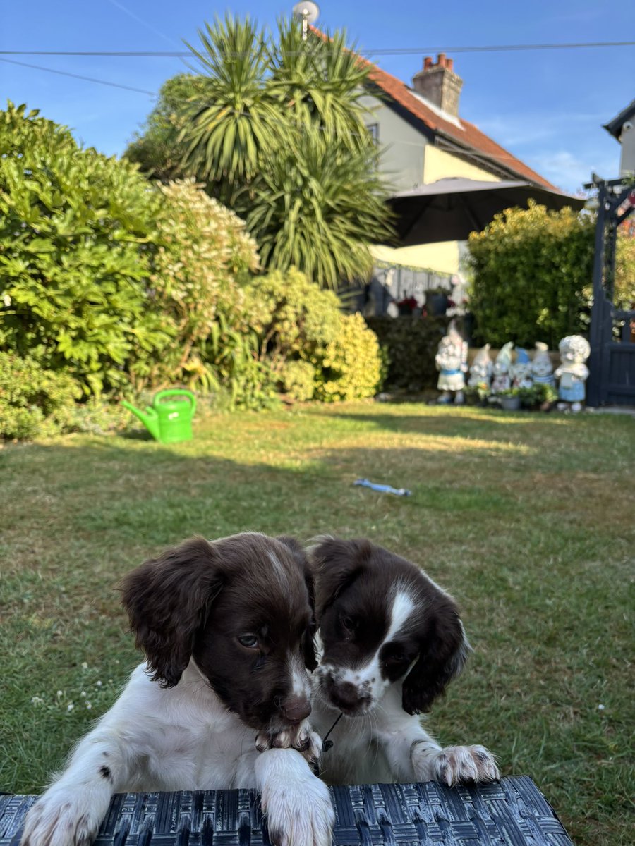 mel_wingrove's tweet photo. Meet the terrors Bertie &amp; Ernie #englishSpringerSpaniels https://t.co/ygkOtSN77y