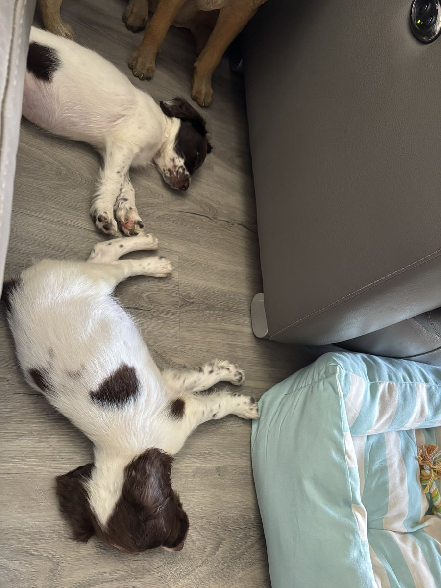 mel_wingrove's tweet photo. Meet the terrors Bertie &amp; Ernie #englishSpringerSpaniels https://t.co/ygkOtSN77y