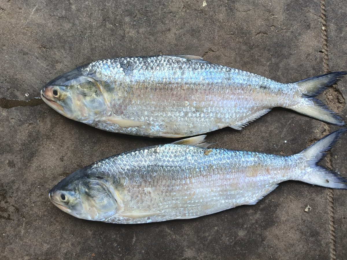 Qezlafds's tweet photo. #Pulasa #Pulasafish #GodavariPulasa #OriginalGodavariPulasa #QezlaPulasa #Qezla #QezlaSeafoods https://t.co/VhUT8N3gSF