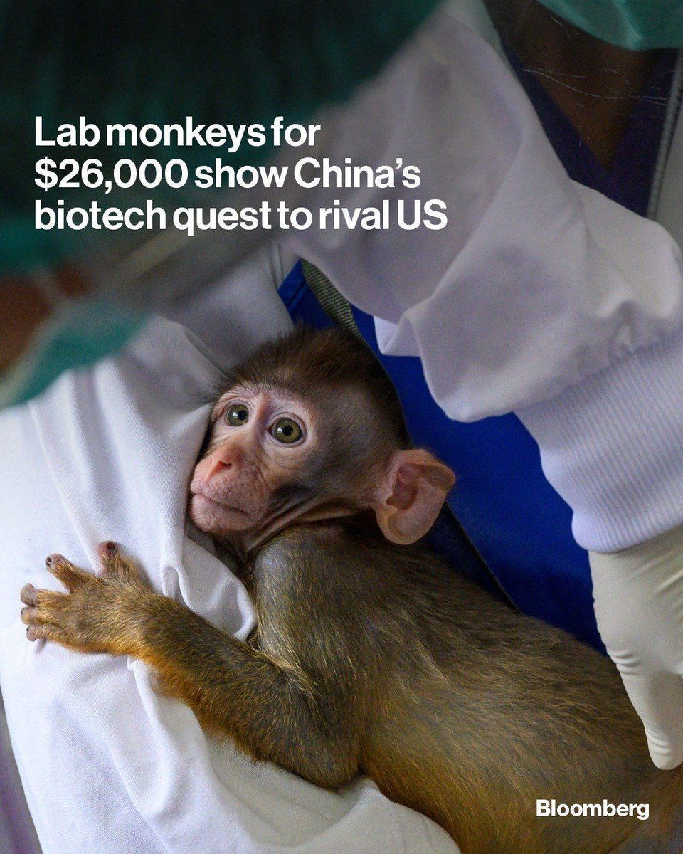 business's tweet photo. Prices of lab monkeys in China have surged, complicating new drug development trials and increasing the need for primate imports from neighboring countries. https://t.co/ldF8bgRC7F

📷️: Mladen Antonov/AFP/Getty Images https://t.co/tch2gujtqd