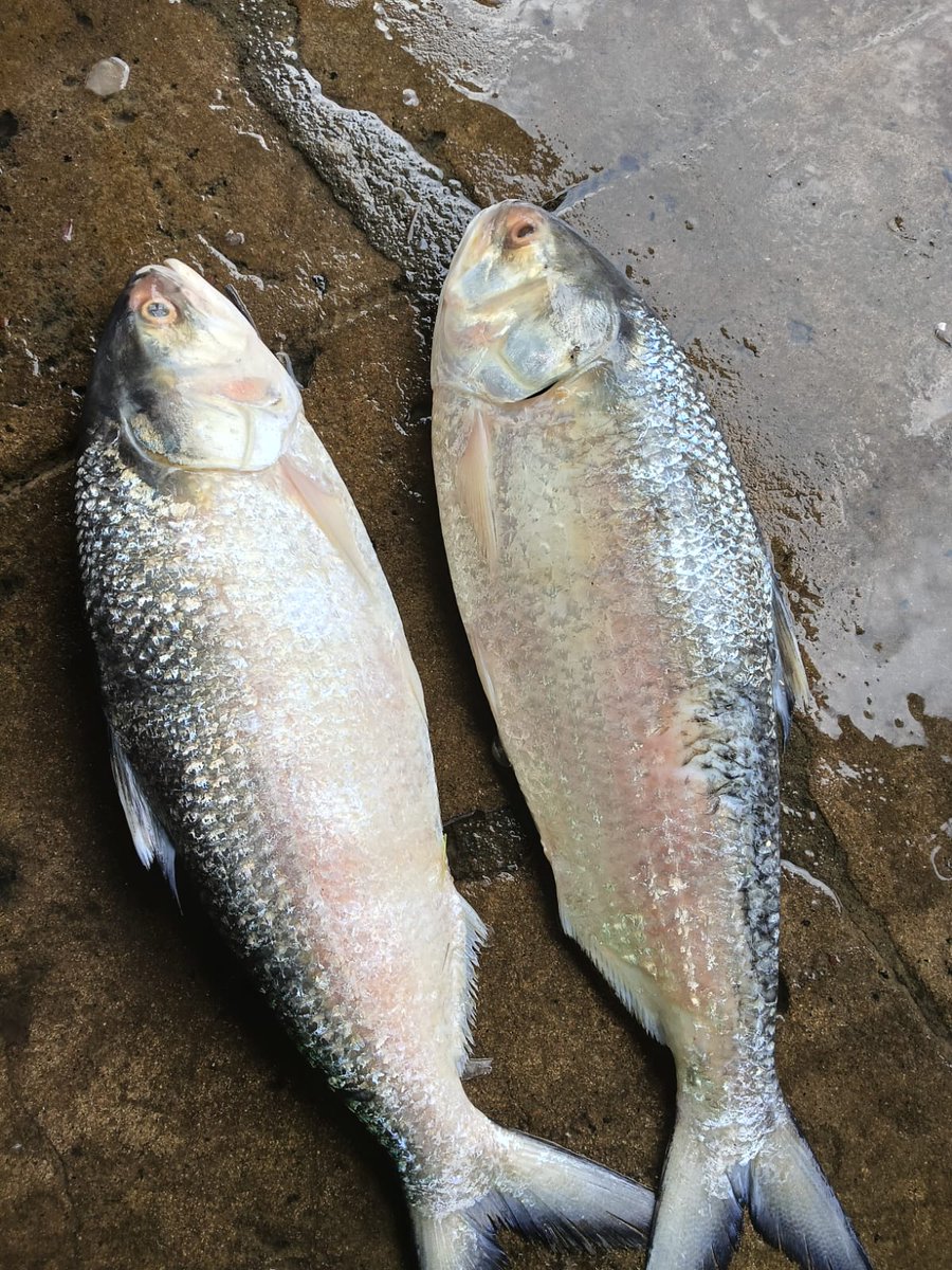 Qezlafds's tweet photo. #Pulasa #Pulasafish #GodavariPulasa #OriginalGodavariPulasa #QezlaPulasa #Qezla #QezlaSeafoods https://t.co/YMVdgtzfdc