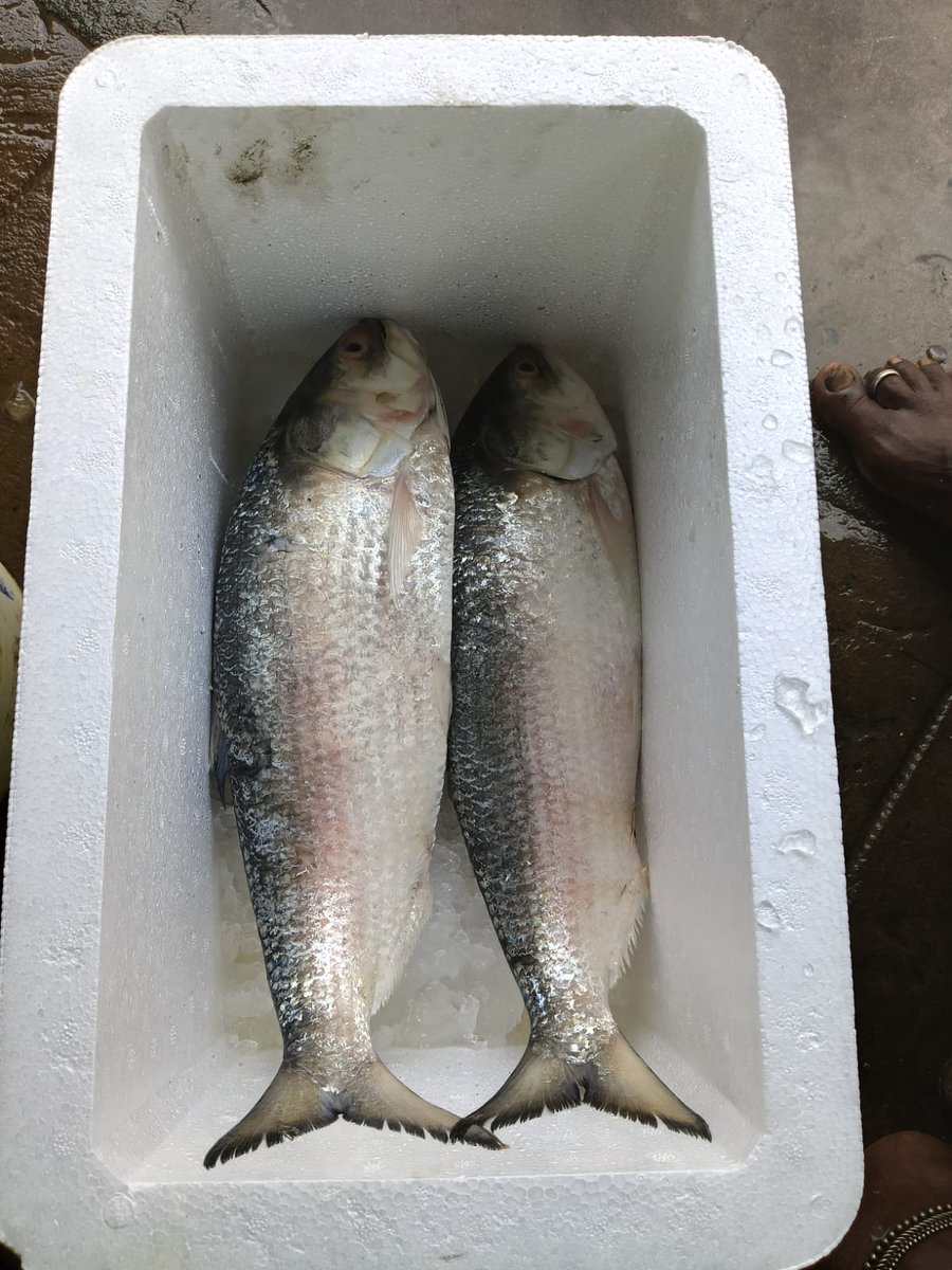 Qezlafds's tweet photo. #Pulasa #Pulasafish #GodavariPulasa #OriginalGodavariPulasa #QezlaPulasa #Qezla #QezlaSeafoods https://t.co/YMVdgtzfdc