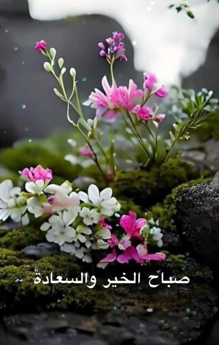 sAdujadaa's tweet photo. قهوة الصباح تُشبه البدايات الجميلة دافئة  هادئة وتُخبِر القلب أن كل يوم يحمل فرصة جديدةً للأمل..

صباح الخير و السعادة 🌹 https://t.co/cg7AfCSm6e