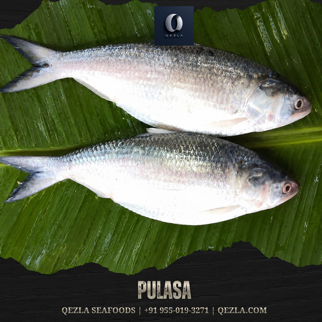 Qezlafds's tweet photo. #Pulasa #Pulasafish #GodavariPulasa #OriginalGodavariPulasa #QezlaPulasa #Qezla #QezlaSeafoods https://t.co/b8uaBPL7LR