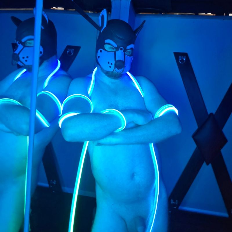 PupBlueprint's tweet photo. Come play? https://t.co/yqLM3luqLs