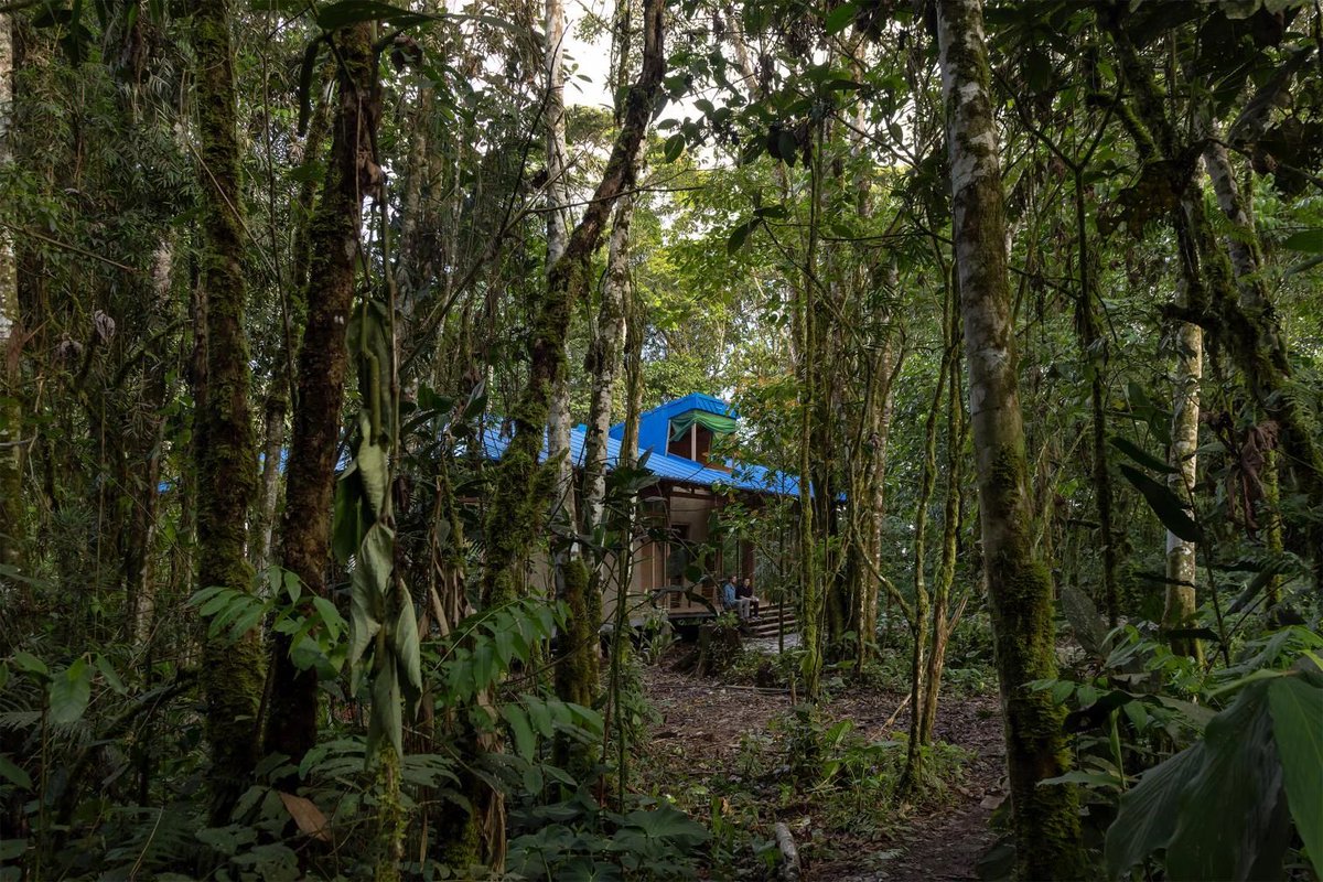 arquitect_viva's tweet photo. Pabellón de Investigación WildSumaco. Ecuador 
Caá Porá Arquitectura
https://t.co/04fJb4oHlT
La Estación Biológica se ubica al pie del volcán Sumaco. Más que un edificio para la ciencia, se planteó como un espacio que fortalece la relación entre investigadores y el bosque, dando inicio a un futuro campus dedicado a la investigación y la formación de biólogos y guardaparques.
La construcción se desarrolló como un proceso colaborativo en el que participaron comuneros, biólogos y arquitectos, integrando conocimientos locales, estrategias ambientales y soluciones constructivas.