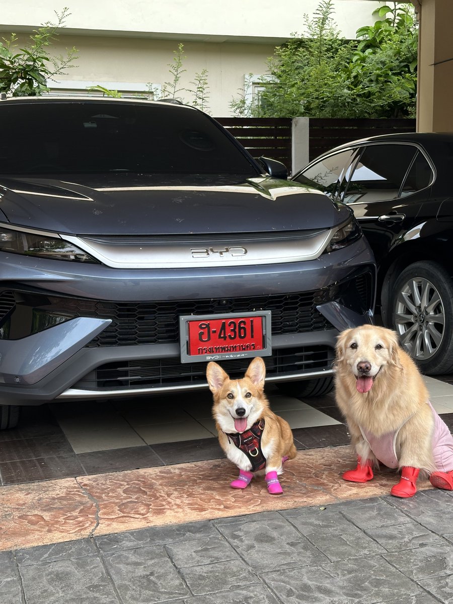 bok_pam's tweet photo. รีวิว BYD Sealion 5 DM-i รุ่นที่พี่หลิงเป็นพรีเซ็นเตอร์ เผื่อใครสนใจอยู่ อันนี้เป็นข้อมูลจากการลองใช้มาประมาณอาทิตย์นึง รีวิวในมุมมองของคนที่ไม่เคยใช้รถไฟฟ้าล้วนและก่อนหน้านี้เคยใช้รถ CRV(รุ่นเก่า) กับ cross ซึ่งเป็นไฮบริด

รถรุ่นนี้เป็น PHEV นะ คือวิ่งด้วยไฟฟ้าล้วนได้ เสียบชาร์จได้ แบตเต็มวิ่งได้ประมาณ 100 กิโล มีเครื่องยนต์เอาไว้ช่วยขับเคลื่อนด้วยและปั่นไฟเข้าแบต

- ปกติเราขับในกทม.เป็นหลัก วันนึงประมาณ 40 กิโล ชาร์จไฟเต็ม 1 รอบ วิ่งไฟฟ้าล้วนได้สองวันครึ่ง พอแบตเหลือ 20% รถก็จะสลับไปใช้ระบบไฮบริดและจะปั่นไฟเข้าแบตไปจนถึงจำนวน % แบตที่เราตั้งไว้ว่าต้องการเก็บแบตขั้นต่ำเท่าไหร่

- ถ้าไม่อยากใช้น้ำมันเลย สำหรับเราก็ต้องชาร์จทุก 2 วัน แต่ถ้าไม่คิดไรมากก็ใช้ไฮบริดไปก็ได้ ชาร์จแค่วันที่สะดวกชาร์จก็ได้ 

- ตอนนี้ชาร์จโดยใช้ที่ชาร์จที่เค้าแถมมากับรถแบบเสียบปลั๊กไฟบ้านเลย ใช้เวลา 1 ชั่วโมงจะชาร์จได้ 9-10% ซึ่งถ้าชาร์จตอนมันเหลือประมาณ 30% ก็จะใช้เวลาประมาณ 7 ชั่วโมงครึ่งถึงชาร์จเต็ม คือตอนกลางคืนชาร์จทิ้งไว้เช้ามาก็เต็มแหละ

- เค้าแถม Home Charger ให้ แต่ยังไม่มาติดตั้ง คิดว่าถ้าใช้อันนี้น่าจะใช้เวลาแค่ประมาณ 3-4 ชั่วโมงก็เต็มมั้ง ถ้าไปตามสถานีน่าจะชั่วโมงนึง คือรถรุ่นนี้ไม่ได้ชาร์จเข้าได้เร็วเหมือนรถไฟฟ้าล้วนทั่วไปนะ

- เรื่องการขับ ในฐานะที่ขับรถเพื่อการใช้งานเฉยๆ ไม่ได้รู้สึกว่ามีอะไรด้อยกว่ารถที่เคยใช้ มีแค่เกียร์ที่งงหน่อยเพราะไปอยู่ก้านด้านขวาเหมือนรถยุโรป ขับญี่ปุ่นมาตลอดเลยงงหน่อย แต่เดี๋ยวก็ชิน เวลาเหยียบคันเร่งก็จะพุ่งๆ หน่อยแบบรถไฟฟ้าทั่วไป

- ฟังก์ชั่นการใช้งานการควบคุมต่างๆ ที่หน้าจอกำลังค่อยๆ เรียนรู้ แต่ก็ถือว่าใช้งานง่ายแหละ มี car play ใดๆ ระบบความปลอดภัยต่างๆ เยอะแยะตามปกติถ้าซื้อรุ่นท็อป

- ภายในห้องโดยสารกว้างขวางใช้ได้ คิดว่าเล็กกว่า CRV นิดนึงแบบนิดนึงมาก ใหญ่กว่า cross แบบชัดเจน สูงกว่า cross ด้วย ตอนนี้หมา 3 ตัวนั่งเบาะหลังได้แบบไม่อึดอัด ที่เก็บสัมภาระด้านหลังก็ใหญ่กว่า cross มากอยู่

สำหรับคนมีหมาแบบเรา ส่วนนึงที่อยากใช้รถไฟฟ้าเพราะอยากเปิดแอร์ให้หมานั่งในรถเวลาจอดแวะทำธุระต่างๆ แต่รถน้ำมันมันติดเครื่องยนต์ตลอดเวลา รถไฮบริดปกติก็เครื่องติดเหมือนกันถ้าแบตน้อยแล้วจอดนาน แต่ใจก็ยังไม่อยากไปทางไฟฟ้าล้วน เพราะงั้น PHEV คือค่อนข้างตอบโจทย์ เราสามารถสำรองแบตไว้เปิดให้หมานั่งในรถนานๆ ได้ รถรุ่นนี้แบตไม่เยอะเท่ารถไฟฟ้าล้วน ถ้าเปิดแอร์อยู่ในรถจะกินแบตประมาณ 1% ต่อ 10-15 นาที เพราะงั้นถ้าจะเปิดนานให้เผื่อแบตไว้หน่อยนะ

เดี๋ยวอีก 2-3 เดือนน่าจะมีทริปพาหมาไปเที่ยวต่างจังหวัด จะได้ทดสอบว่าขับทางไกลเป็นยังไง ประหยัดน้ำมันแค่ไหน ถ้าไม่ลืมจะมารีวิวอีกทีละกัน แต่โดยรวมตอนนี้ค่อนข้างพอใจเลยแหละ

เรื่องราคา ตอนแรกวางแผนจะซื้อ CRV ใหม่ พอเปลี่ยนมาเป็นรุ่นนี้คือประหยัดไปครึ่งนึงเลย ระยะยาวยังไม่แน่ใจว่าจะเป็นไงและถ้าขายต่อราคาจะตกแค่ไหน แต่ ณ ตอนนี้ยังรู้สึกว่าตัดสินใจถูกอยู่นะที่มาซื้อรุ่นนี้
