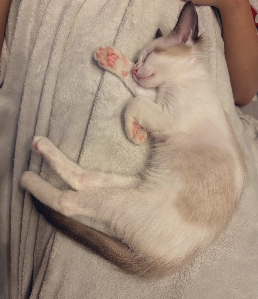 o_mp4z's tweet photo. こんなの
宝石があしらわれた高級毛布じゃん…✨🐾✨ https://t.co/xlyFQNuw4k