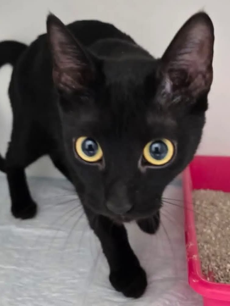 animalsmaresme's tweet photo. Gateta negra trobada a #MalgratdeMar, si coneixes la seva família > 93 797 42 72 #xarxabarcelonatrobats https://t.co/5llYsZkATb