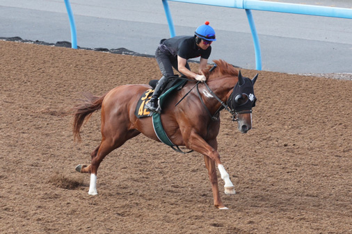 program_racing's tweet photo. #ファイアマン 美浦Wで原騎手を背に併せ馬の最終追い。しまいで6F82秒7-11秒1をマークし、順調な仕上がりを見せ付けた。「勝つときと負けるときの競馬ぶりが極端」という上原博師だが、前走は好位から鮮やかに抜け出して3馬身差V。ハマった時の爆発力は相当だ。#レパードS でも本領発揮となるか。 https://t.co/8D2uEkoF4h