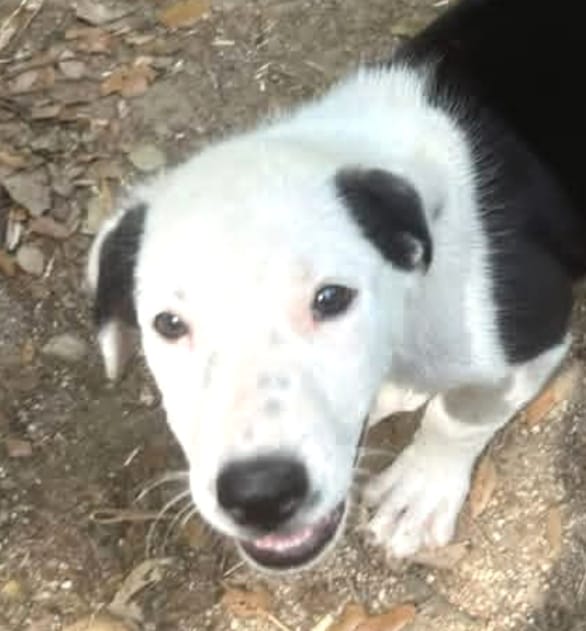 animalsmaresme's tweet photo. 🐶 BLANQUI, CHARLIE i DORA en #adopció 💓
Son 3 cadellets de mida gran que han estat rescatats, i gràcies a això ara son vius... Son juganers i alhora tranquils per la seva jove edat, si els vols conèixer > 630218224 #protectora #alella #xarxabarcelonaadopcions #maresme #adopta https://t.co/AKckwVEewL