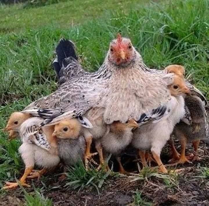 Kgoshigadi_TT's tweet photo. Julius Malema protecting EFF from Jacob Zuma, Dali and Floyd Shivambu. He acted like a mother to us. Kept the revolution together. https://t.co/xwFXwtp484