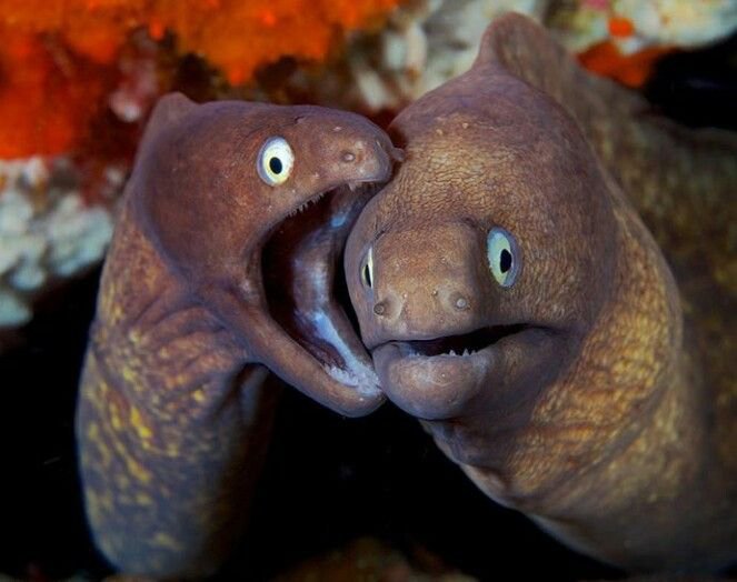 xiaoautista's tweet photo. Jade and Floyd headcanons i have based on real life facts about moray eels 🧵 https://t.co/l6ZNyGnRjI
