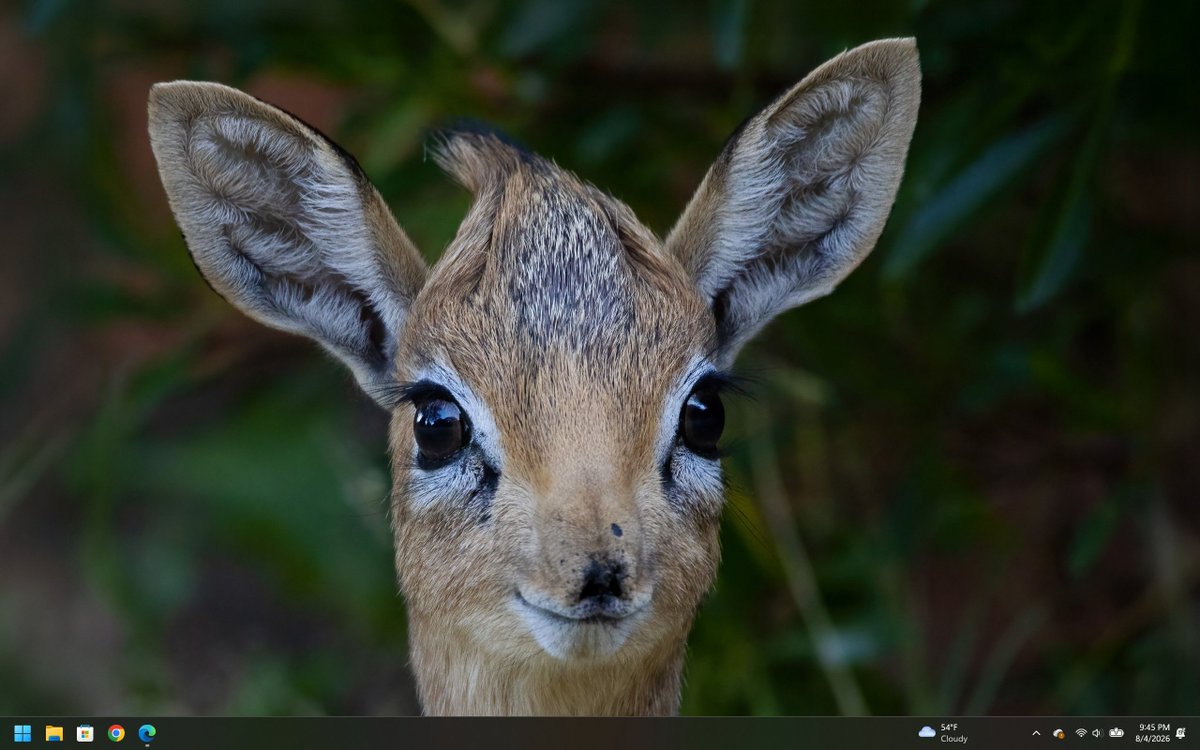 Gammega_'s tweet photo. Microsoft gave me an unsolicited dik dik pic for my background.
I think I should feel slightly violated, but meh. 😹 https://t.co/Mud3uZzV7q