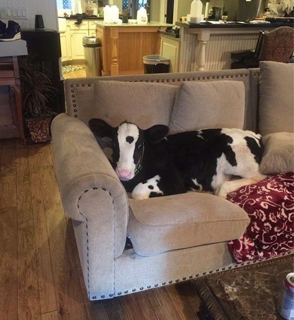 equine__dentist's tweet photo. look at how cozy she is 🥺 https://t.co/F1XQnewY56