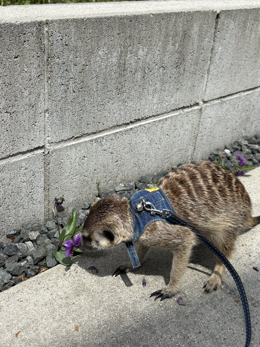 Riris_life_'s tweet photo. 新入りミーアキャットRiNちゃんの紹介。
2024年産まれで1歳の女の子。性格→攻撃的で家族以外NG。遊び方→甘噛み攻撃オンリーで犬のようにおもちゃを投げて取ってきたりはしない。お迎えして1年3ヶ月経ちました！

#ミーアキャット https://t.co/MfBhrUD61V