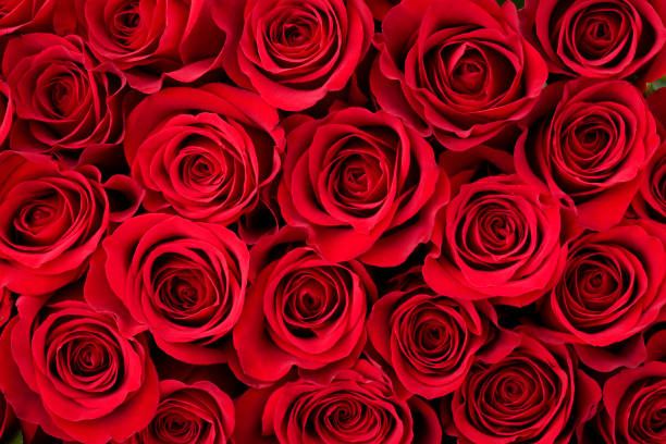 kafiat's tweet photo. Que vuestro nombres jamás se borren de la historia.
🌹🌹🌹🌹🌹🌹🌹🌹🌹🌹🌹🌹🌹
Carmen🌹
Julia🌹
Blanca🌹
Elena🌹
Ana🌹
Pilar🌹
Victoria🌹
Adelina🌹
Martina🌹
Joaquina🌹
Virtudes 🌹
Dionisia🌹
Luisa🌹
#TreceRosas #InMemoria https://t.co/j3U7KTh8JT