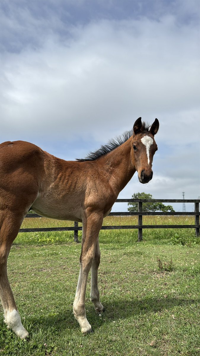 FujikawaFarm04's tweet photo. 仲良くねんねちゅうのおチビ達🐴 https://t.co/SMIttluSn7