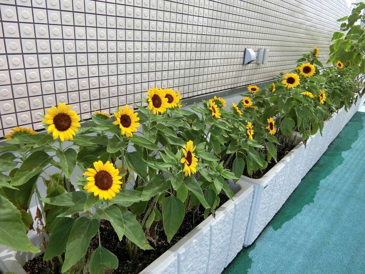 oomoto_ch's tweet photo. ＃ひまわり　連日の毎日の暑さに負けず、今年も子ども達が大切に��てた、ひまわりのお花が４階園庭に満開です🌻
＃岡山市
＃大元ちどり保育園 https://t.co/pj8g07ZMpR