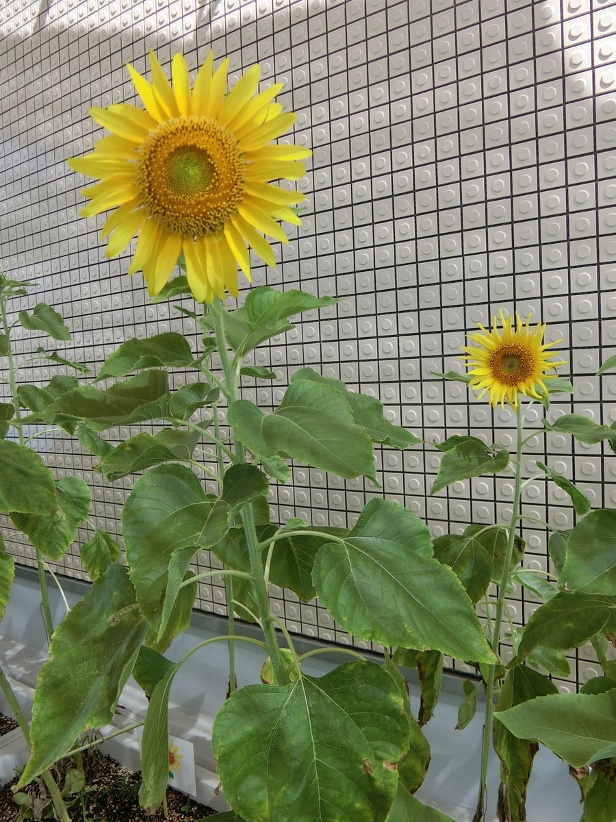 oomoto_ch's tweet photo. ＃ひまわり　連日の毎日の暑さに負けず、今年も子ども達が大切に��てた、ひまわりのお花が４階園庭に満開です🌻
＃岡山市
＃大元ちどり保育園 https://t.co/pj8g07ZMpR