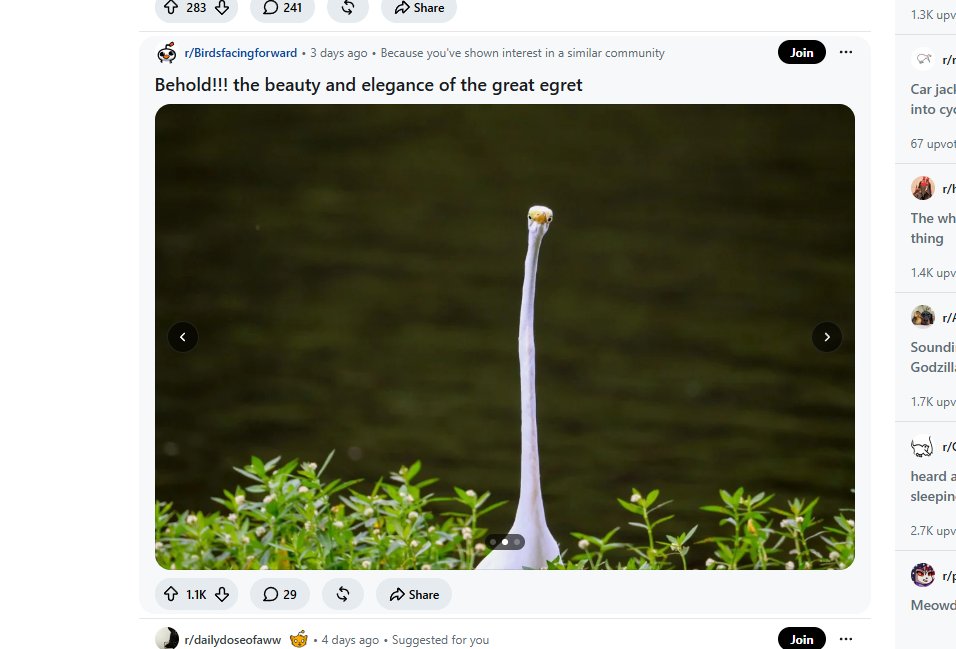 PupperFlips's tweet photo. Holy shit this animal actually has THE LONGEST NECK I'VE EVER SEEN

It's going viral on reddit and it's an a picture of this bird Egret with a LONGGGGGGGGG neck

People are making memes in the comments too, they are even relating it to Frank Ocean the turtle

https://t.co/ovvN26HcrY