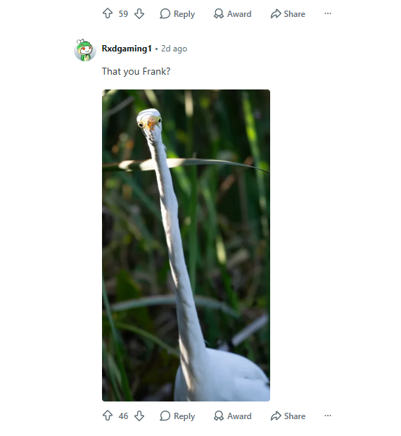 PupperFlips's tweet photo. Holy shit this animal actually has THE LONGEST NECK I'VE EVER SEEN

It's going viral on reddit and it's an a picture of this bird Egret with a LONGGGGGGGGG neck

People are making memes in the comments too, they are even relating it to Frank Ocean the turtle

https://t.co/ovvN26HcrY