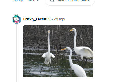 PupperFlips's tweet photo. Holy shit this animal actually has THE LONGEST NECK I'VE EVER SEEN

It's going viral on reddit and it's an a picture of this bird Egret with a LONGGGGGGGGG neck

People are making memes in the comments too, they are even relating it to Frank Ocean the turtle

https://t.co/ovvN26HcrY