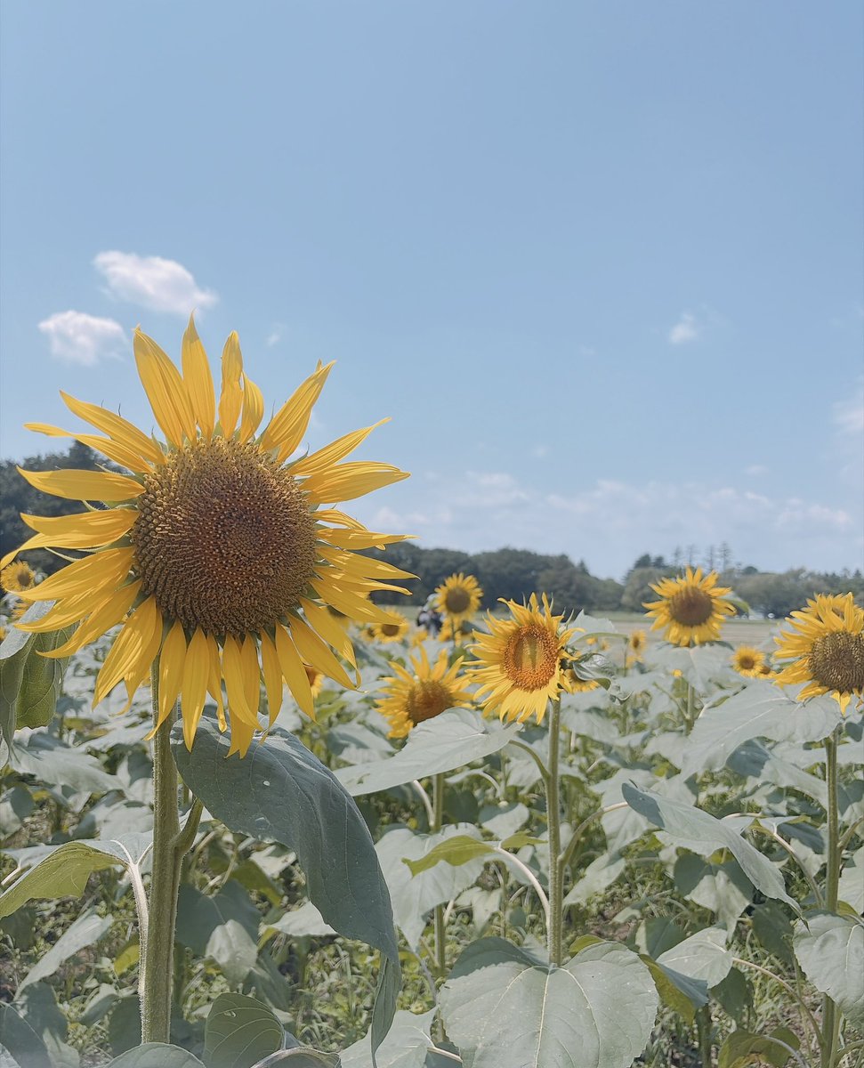 orimoto_io's tweet photo. おはようございます☀️

先日ひまわりを見に行ってきました！
太陽に向かって伸びる姿が
キレイでもありカッコよくもあり…😌🌻

そして夏の甲子園は今日開幕⚾️🔥
今年もたくさん応援するぞー！！ https://t.co/K6jrYCPevn
