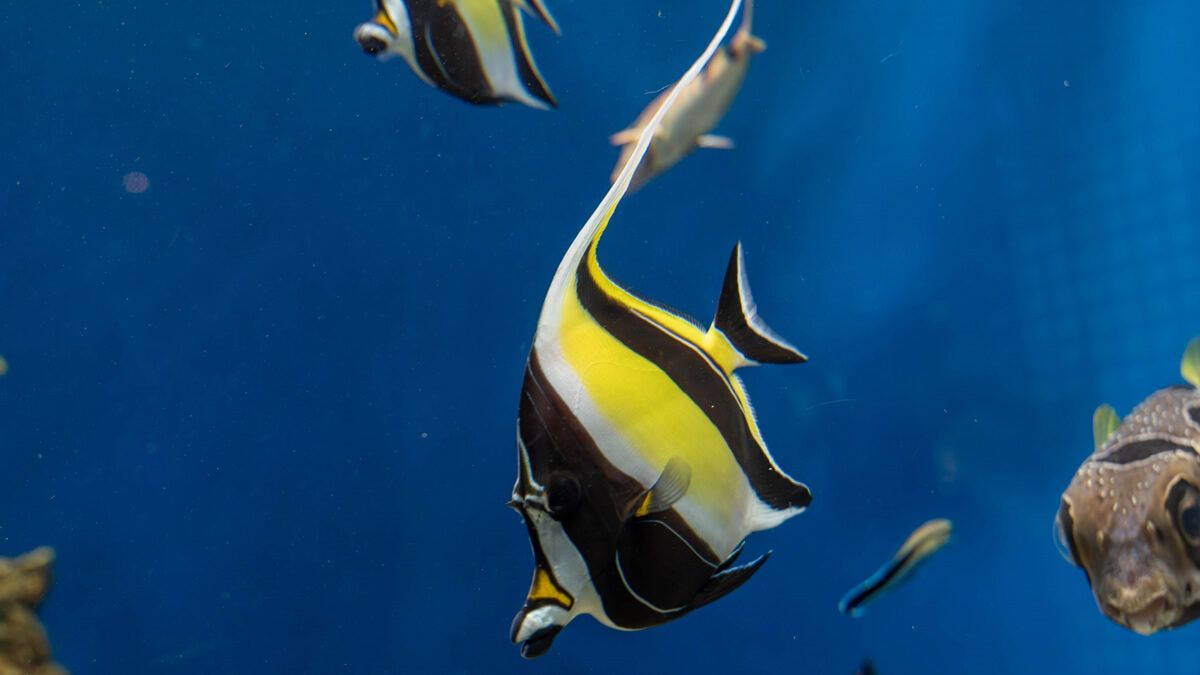 event_checker's tweet photo. 🐠夏の夜だけの特別開園

葛西臨海水族園で
「水族園で夕涼み」開催

開園時間を20時まで延長

夕暮れから夜へ
昼とは違う表情の水族園を
ゆったり楽しめます🌊 

📅 8/8(土)-11(火祝)
📍 葛西臨海水族園

→ https://t.co/JATF63wRQM https://t.co/iTYNlrC6uu