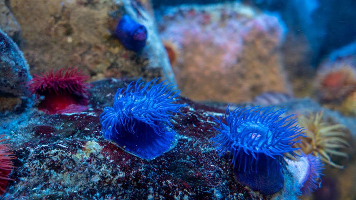 event_checker's tweet photo. 🐠夏の夜だけの特別開園

葛西臨海水族園で
「水族園で夕涼み」開催

開園時間を20時まで延長

夕暮れから夜へ
昼とは違う表情の水族園を
ゆったり楽しめます🌊 

📅 8/8(土)-11(火祝)
📍 葛西臨海水族園

→ https://t.co/JATF63wRQM https://t.co/iTYNlrC6uu