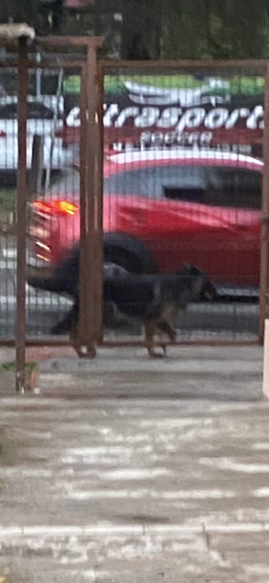 DTAguilera's tweet photo. Perrito en la calle, aparentemente pastor aleman o belga ya con algunos añitos, colonia Chapalita sobre Lázaro Cárdenas. Zona entre San Ignacio y Guadalupe. @Trafico_ZMG @GuadalajaraGob https://t.co/fw9ZKHVqqg