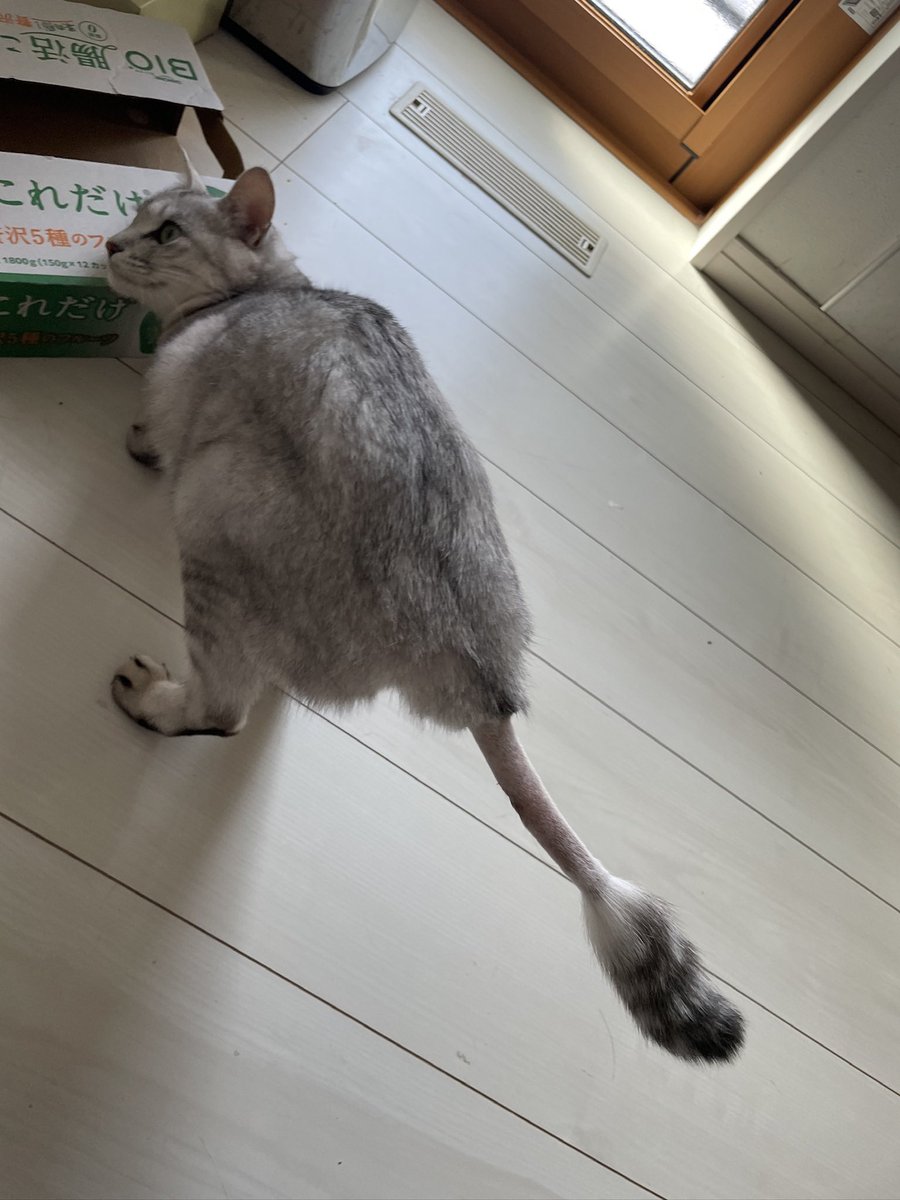 ccv71477's tweet photo. 猫を探しています。ハク2歳。サバトラ。手足のひらが黒い。しっぽの治療で剃毛してライオンのしっぽのようになってます。2026年7月28日夜玄関を開けた際外に出てしまい迷子のままです。どんな情報でもいいのであれば教えてください
#迷い猫 #迷子猫
#拡散希望
#栃木県大田原市
#リポストお願いします https://t.co/gFfF6ljeHt