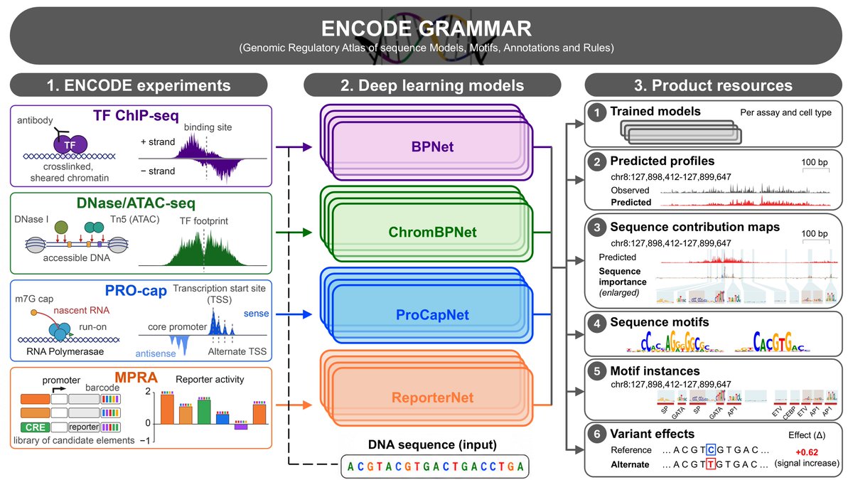 anshulkundaje's tweet photo. Very excited to announce ENCODE GRAMMAR (Genomic Regulatory Atlas of sequence Models, Motifs, Annotations &amp; Rules): 3,865 experiment-specific deep learning model sets and sequence annotations for decoding human regulatory DNA. 1/ https://t.co/TIV3wXUOda