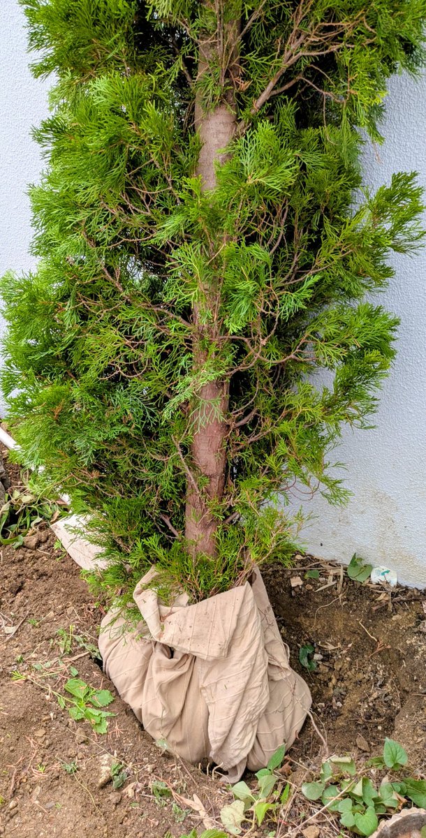 torigatari's tweet photo. 野山に混じりて、植木を抜根してきました https://t.co/OTVxTLM2U6