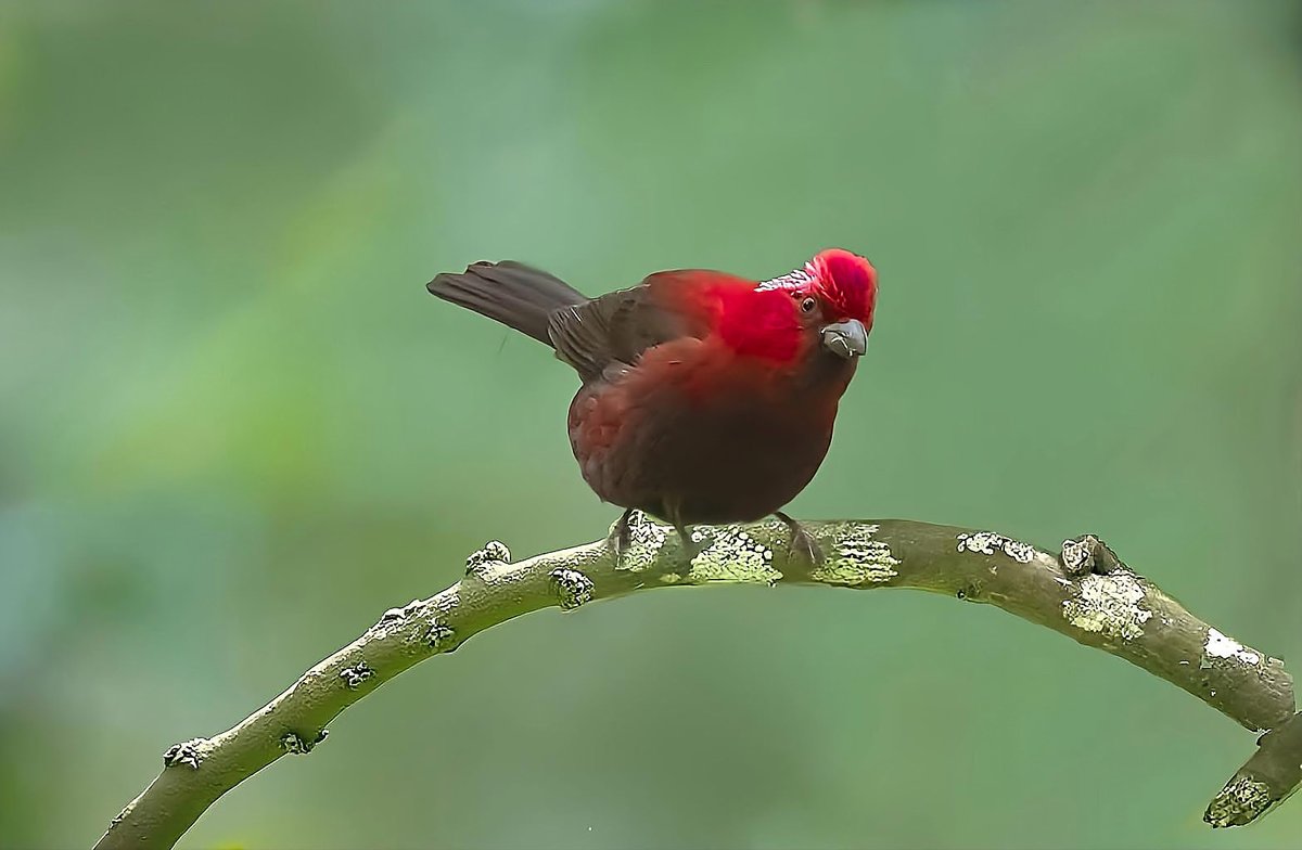 ChenTienjing's tweet photo. #酒紅朱雀
#photography #pictureoftheday #picture #birds #birdphotography #nature #mothernature #animals #animalkingdom #naturephotography https://t.co/sLjrfdhlZ8