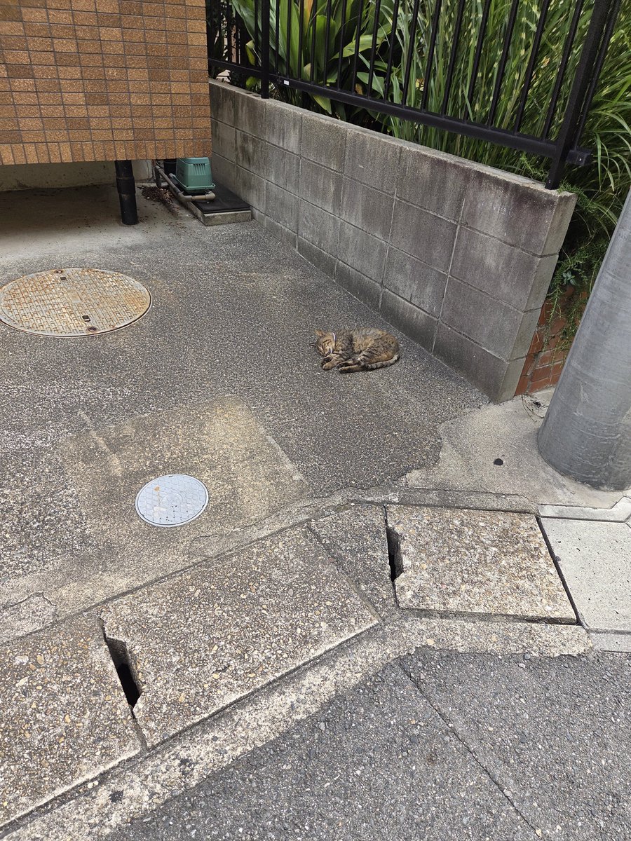 c_pucwv's tweet photo. みちばたすやすやにゃんこ https://t.co/5iOqVmpWsf