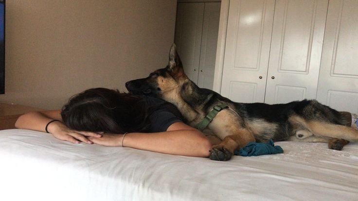 Jennifer6zy's tweet photo. Wanna see my paps🐾 pound me dip and hard? https://t.co/AVh6tK3CrM
#zoophillia #zoosarevalid #beastiality
#dogknot #zooprideisvalid #zoophile
#antizoo #antizoophile #zoopride
#zoophilepride 
#zooisnotvalid
#Beastmode
#USA
#germany https://t.co/4zjhvAGMz9